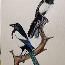 Mon projet du cours : Techniques artistiques d'aquarelle pour illustrer les oiseaux. Traditional illustration, Watercolor Painting, Realistic Drawing, and Naturalistic Illustration project by Christophe Cordenier - 01.31.2023