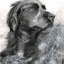 My project for course: Animal Illustration with Charcoal and Ink By Brian Mcilroy. Projekt z dziedziny  Sztuki piękne,  R, sunek,  R, sunek atramentem, Ilustracja naturalist i czna użytkownika Brian Mcilroy - 01.02.2023