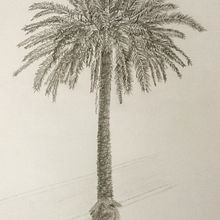 Pencil drawing of Palm Tree. Un progetto di Illustrazione tradizionale, Disegno a matita e Illustrazione botanica di Ian Macfarlane - 02.02.2023