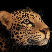  Leopardo de Java. Un progetto di Illustrazione tradizionale di Carla Kopanakis - 01.02.2022