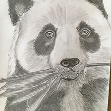 My project for course: Naturalistic Animal Drawing with Graphite Pencil. Traditional illustration, Pencil Drawing, Drawing, and Naturalistic Illustration project by yvonnejvirgo - 02.02.2023
