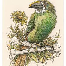 Mon projet du cours : Illustration naturaliste au stylo - Toucanet émeraude. Projekt z dziedziny Trad, c, jna ilustracja,  R, sunek, R, sunek realist, czn, Ilustracja naturalist i czna użytkownika Domi B - 01.02.2023