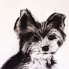 Mon projet du cours : Illustration d'animaux au fusain et à l'encre. Fine Arts, Drawing, Ink Illustration, and Naturalistic Illustration project by Denis Beaulieu - 02.04.2023