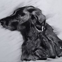 Mein Abschlussprojekt für den Kurs: Tiere zeichnen mit Kohle und Tusche. Fine Arts, Drawing, Ink Illustration, and Naturalistic Illustration project by Katrin Krammer - 02.05.2023