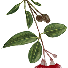 My project for course: Botanical Illustration with Watercolors. Traditional illustration, Fine Arts, Painting, Drawing, Watercolor Painting, and Botanical Illustration project by Meredith Cheeseman - 02.06.2023
