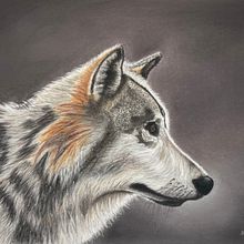 Grey wolf in pastel pencils with pastel background. Un progetto di Belle arti di Alan A - 22.12.2022
