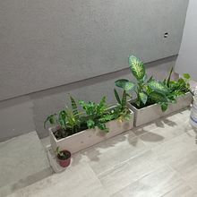 Mi proyecto del curso: Diseño de espacios verdes para tu casa. L, scape Architecture, Floral, Plant Design, and Spatial Design project by analia_morales_r - 02.06.2023