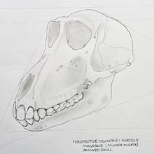 Rhesus Macaque Monkey Skull: 3-Point Perspective Illustration. Un proyecto de Bellas Artes, Dibujo a lápiz, Dibujo, Dibujo realista y Dibujo anatómico de Brad Atchison - 07.02.2023