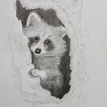 Raccoon (Procyon lotor): Naturalistic Animal Drawing with Graphite Pencil. Un proyecto de Ilustración tradicional, Dibujo a lápiz, Dibujo, Ilustración naturalista				, Bocetado, Dibujo realista y Narrativa de Brad Atchison - 07.02.2023