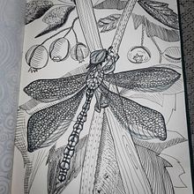 Sketch of a dragonfly like fairy camouflaged among the blades of grass. Een project van Traditionele illustratie van karyn_pearl - 06.02.2023
