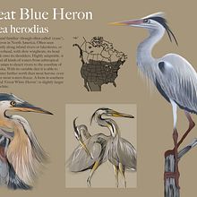 My project for course: Naturalist Animal Illustration with Procreate. Traditional illustration, Digital Illustration, Realistic Drawing, and Naturalistic Illustration project by Karen Lee - 02.08.2023