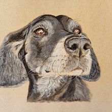 Pet portrait 'Chloe'. Traditional illustration, and Fine Arts project by suemackenzie186 - 02.08.2023