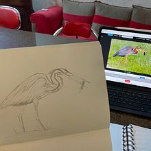 Mon projet du cours : Illustration naturaliste d'oiseaux à l'aquarelle. Un proyecto de Ilustración tradicional, Pintura a la acuarela, Dibujo realista e Ilustración naturalista				 de laure_am - 09.02.2023