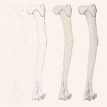 My project for course: Intro to Anatomy Drawing with Graphite Pencil. Fine Arts, Pencil Drawing, Drawing, Realistic Drawing, and Figure Drawing project by mirhayasu - 02.11.2023