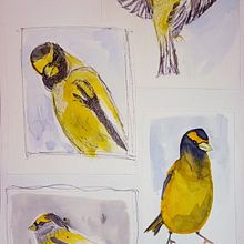Mon projet du cours : Illustrer la nature : une exploration créative. Un progetto di Illustrazione tradizionale, Pittura, Disegno, Pittura ad acquerello, Illustrazione con inchiostro e Illustrazione naturalistica di sovignola - 13.02.2023