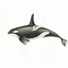 My project for course: Naturalist Illustration Techniques: Whales in Watercolor. Un progetto di Belle arti, Pittura, Pittura ad acquerello e Illustrazione naturalistica di S Shing Lim - 12.02.2023