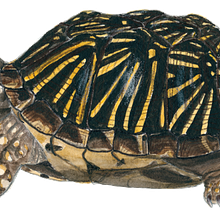 Western Box Turtle. Ilustração tradicional projeto de sc24155 - 14.02.2023
