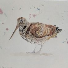 WOODCOCK. Un proyecto de Pintura a la acuarela de Antonio Balzarini - 15.02.2023