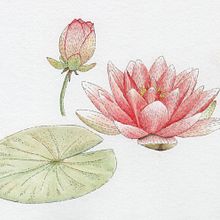 Il mio progetto del corso: Illustrazione della natura con acquerelli e penne. Traditional illustration, Fine Arts, Painting, Drawing, Watercolor Painting, and Botanical Illustration project by Giorgia Volpe - 02.16.2023