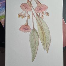 My project for course: Illustrating Nature with Watercolor and Pen. Traditional illustration, Fine Arts, Painting, Drawing, Watercolor Painting, and Botanical Illustration project by ellemcclintock - 02.18.2023