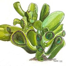 My project for course: Botanical Sketchbooking: A Meditative Approach. Traditional illustration, Sketching, Drawing, Watercolor Painting, Botanical Illustration, and Sketchbook project by zenreddog - 02.17.2023