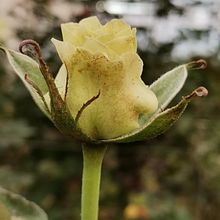 Iniciar con el proceso de aprendizaje de la escritura. Un progetto di Scrittura creativa di Karen Vianey DÍAZ ARIAS - 20.02.2023