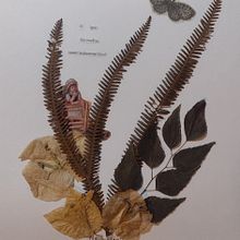 Meu projeto do curso: Técnicas básicas para prensar flores e plantas. Fine Arts, Collage, Floral, and Plant Design project by Cecília Pederzoli - 02.20.2023