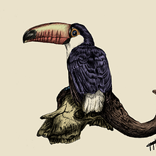 Meu projeto do curso: Ilustração naturalista à caneta. Un projet de Illustration traditionnelle, Dessin, Dessin réaliste et Illustration naturaliste de Yago Jose - 18.02.2023