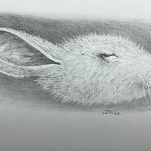 My project for course: Naturalistic Animal Drawing with Graphite Pencil. Traditional illustration, Pencil Drawing, Drawing, and Naturalistic Illustration project by Jacqueline Price - 02.21.2023