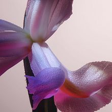 Sunshine Iris. Un progetto di Fotografia di Sam Hofman - 21.02.2023