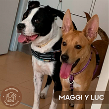Mis Perretes (Guardería para perros). Design, Advertising, Instagram, Instagram Marketing, Br, ing & Identit project by Alba Rodríguez Pardo - 06.01.2022