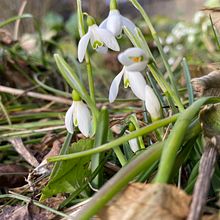 Snowdrop. Traditional illustration project by martin_s - 02.22.2023