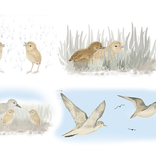 Red-necked stints: A journey's beginning. Traditional illustration, Character Design, Painting, and Writing project by Victoria Dixon - 02.23.2023