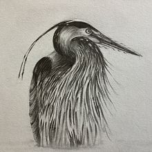 The Great blue Heron. Traditional illustration project by Jacqueline Price - 02.23.2023