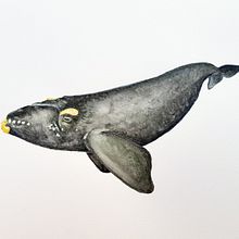 Proyecto: Técnicas de ilustración naturalista: ballenas en acuarela. Projekt z dziedziny Malowanie akwarelą, Ilustracja naturalist i czna użytkownika _katerine - 22.02.2023
