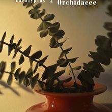 Eucalyptus & Orchidacee. Un progetto di Fotografia di Irene - 30.09.2021