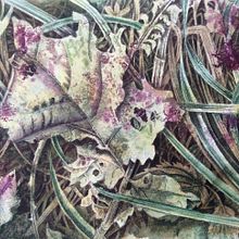 Fallen leaf . Ilustrație tradițională de Helen Tucker - 02.24.2023