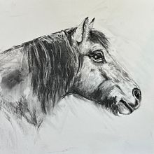 Mijn project van de cursus: Leer dieren illustreren met houtskool en inkt. Fine Arts, Drawing, Ink Illustration, and Naturalistic Illustration project by Mieke Kuenen - 02.24.2023