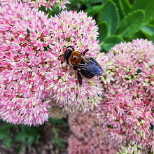 Bee Sedum Joy. Un proyecto de Fotografía, Artesanía y Pintura de Reyna - 24.02.2023