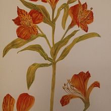 Mi proyecto del curso: Acuarela botánica: ilustra la anatomía de las flores. Un proyecto de Ilustración tradicional, Bellas Artes, Pintura, Dibujo, Pintura a la acuarela e Ilustración botánica de Paula FERREYRA - 25.02.2023