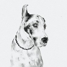 Mijn project van de cursus: Leer dieren illustreren met houtskool en inkt. Fine Arts, Drawing, Ink Illustration, and Naturalistic Illustration project by silentgirl - 02.25.2023