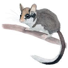 Il mio progetto del corso: Illustrazione scientifica di animali ad acquerello. Traditional illustration, Watercolor Painting, Realistic Drawing, and Naturalistic Illustration project by Giorgia Volpe - 02.25.2023
