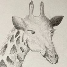 Jirafa y colibrí en detalle. Un proyecto de Dibujo, Dibujo a lápiz y Dibujo realista de mihaela_m - 25.02.2023