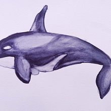 Mi proyecto del curso: Técnicas de ilustración naturalista: ballenas en acuarela . % Camila Pezoa Fuentes tarafından hazırlanan Güzel sanatlar, Tablo, Sulubo, a Resim, Doğalcı İllüstras, Ve on projesi - 02.25.2023