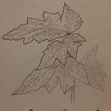 Estudos. Desenho, e Pintura em aquarela projeto de Jason Santos - 26.02.2023