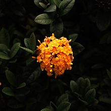 Meu projeto do curso: Introdução à fotografia digital. Photograph, and Digital Photograph project by thais_amp - 02.26.2023