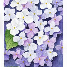 My project for course: Negative Watercolor Painting for Botanical Illustration. Traditional illustration, Watercolor Painting, and Botanical Illustration project by Monika Davidová - 02.26.2023