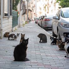 The cats are everywhere. Een project van  Art direction, Marketing, Social media, Stor, telling, Digitale marketing,  Contentmarketing y Communicatie van Eleonora Nunes Carvalho - 27.07.2003
