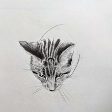 My project for course: Naturalistic Animal Drawing with Graphite Pencil. Traditional illustration, Pencil Drawing, Drawing, and Naturalistic Illustration project by najed - 02.27.2023