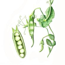 Petits pois. Un proyecto de Ilustración tradicional de Emma Piettre - 27.02.2023